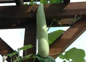 bottle gourd