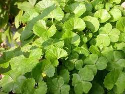  Brahmi