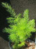 Ayurvedic Herb Shatavari