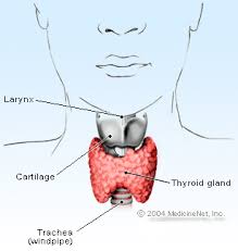 thyroid remedies