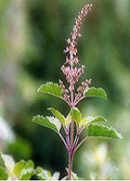 Ayurvedic Herb Tulsi